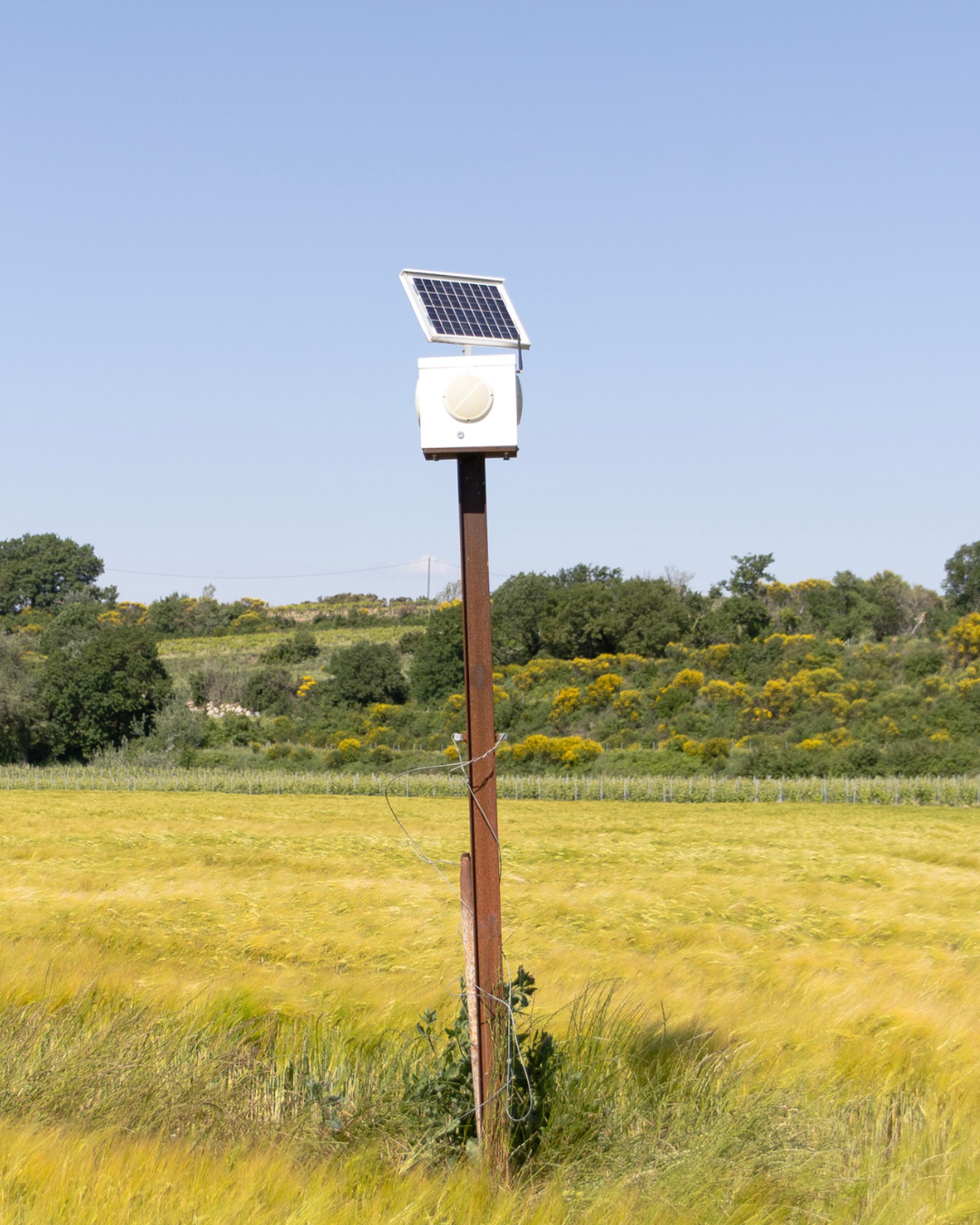 Quand la vigne écoute la musique : comment les box musicales aident à lutter contre l’esca et le court-noué